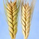 676475-triticum-dicoccum