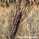 676477-triticum-dicoccum-bruinkaf-zomer-emmer
