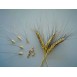 676480-triticum-dicoccum-padre-pio