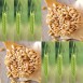 676485-triticum-monococcum