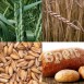 676490-triticum-spelta-sammy