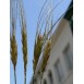 676495-triticum-turgidum-ssp-turanicum-kamut