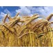 676510-triticale-hybride-sw-talentro-sequenz-twingo-dublet-stelvio