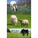 678200-paarden-geiten-schapenweide-horse-star