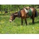 678210-kruidenmix-voor-paarden-top-24
