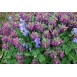 735140-corydalis-decipiens