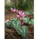735260-cyclamen-repandum