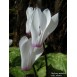 735270-cyclamen-repandum-album
