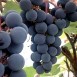 820475-blauwe-buitendruif-summer-sweet