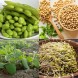 044055-sojaboon-giallo-sano