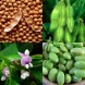 044200-sojaboon-seedsavers-choice