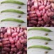044880-droogbonen-stam-algarrobo