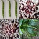 045135-droogbonen-stam-dalmatiner-rote