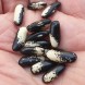 045144-droogbonen-stam-eksterboontje-magpie-superlative