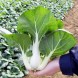 165290-paksoi-white-stem