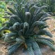 166000-palmkool-zwarte-van-toscana-cavolo-nero-di-toscana