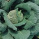 167600-savooiekool-winterkoning-ormskirk
