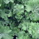 167850-snijkool-bladkool-siberian