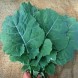 167870-snijkool-bladkool-georgia-southern-collard