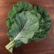 167875-snijkool-bladkool-top-bunch-f1