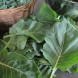 167880-snijkool-bladkool-vates-collard-champion-couve-mineira