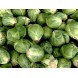 177710-groene-spruitkool-churchill-f1