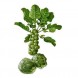 177780-groene-spruitkool-groninger-stiekema