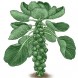 177790-groene-spruitkool-groninger-stiekema