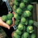 180960-groene-spruitkool-brodie-f1-trafalgar-f1