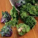 182100-roosjes-spruitkool-petit-posy-flower-sprouts-autumn-star-kalettes