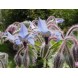 390300-borage