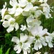 553960-silene-pendula-snowdrop