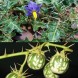 553975-solanum-virginianum