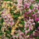 554000-statice-sinuata-art-shades-mixed-pastel-mixed