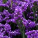 554070-statice-sinuata-purple-attraction