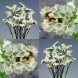 554200-statice-sinuata-iceberg