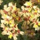 554400-statice-sinuata-apricot-beauty