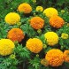 555000-tagetes-erecta-ballmengsel