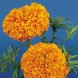 555050-tagetes-erecta-orangeball-hawaii