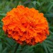 555055-tagetes-erecta-kees-orange
