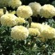 555300-tagetes-erecta-nana-vanilla-f1