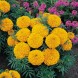 555800-tagetes-erecta-nana-golden-age
