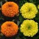 555840-tagetes-erecta-nana-african-oranges-and-lemons-f1