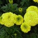 555850-tagetes-erecta-nana-indiana-yellow-f1