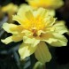 555980-tagetes-patula-alumia-vanilla-cream