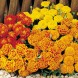 556000-tagetes-patula-boy-boy-mixed-bonita