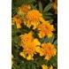 556110-tagetes-patula-chasca