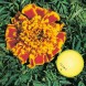 556120-tagetes-patula-colossus