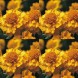 556200-tagetes-patula-golden-boy-petite-gold