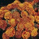 556300-tagetes-patula-honeycomb